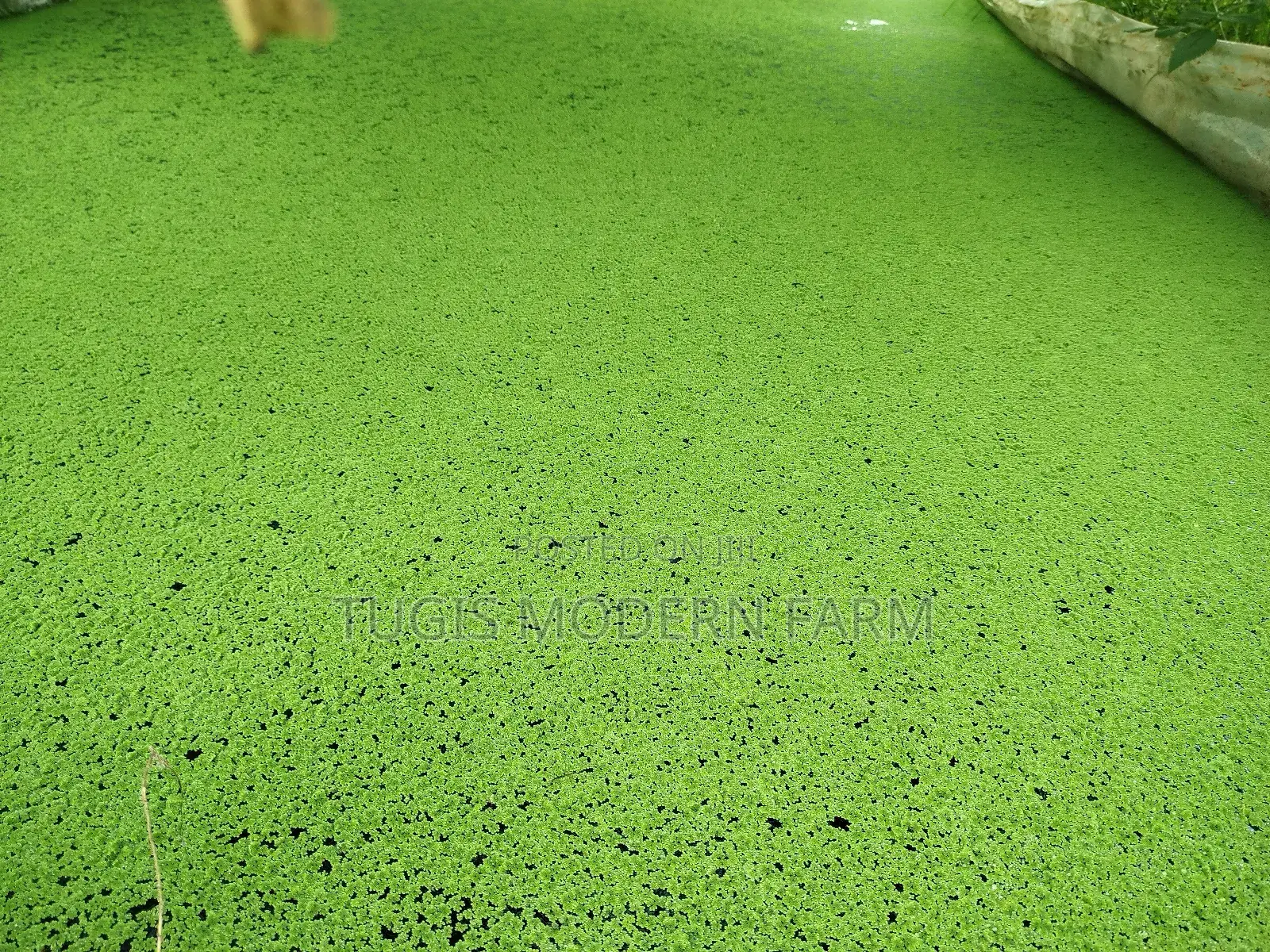 Buy Best Azolla Seeds In Kenya -get Free Pdf Guide -2000 Ml