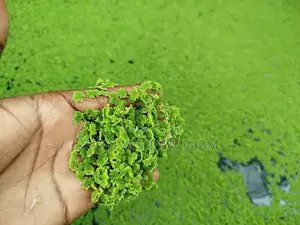 Buy Best Azolla Seeds In Kenya -get Free Pdf Guide -2000 Ml