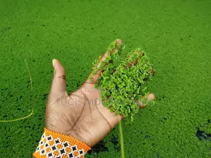Azolla Seeds - 2000 Ml - Learn How to Grow Azolla From Us