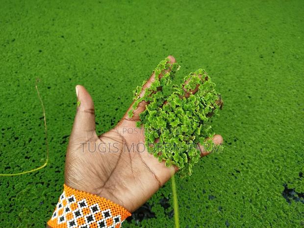 Azolla Seeds - 2000 Ml - Learn How to Grow Azolla From Us
