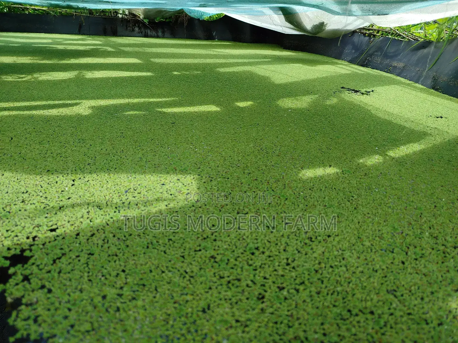 Azolla Seeds - 2000 Ml - Learn How to Grow Azolla From Us