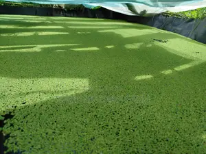Azolla Seeds - 2000 Ml - Learn How to Grow Azolla From Us