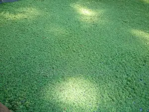 Azolla Seeds - 2000 Ml - Learn How to Grow Azolla From Us