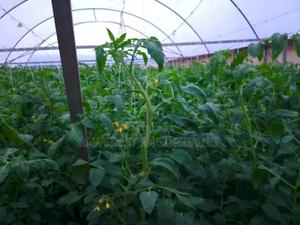 Greenhouse Construction Services