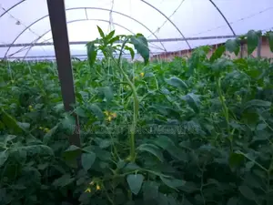 Greenhouse Construction Services