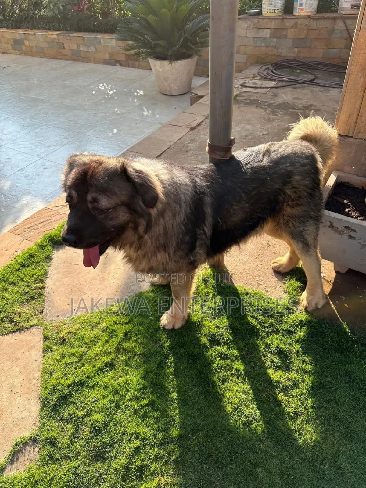 1+ year Male Purebred Caucasian Shepherd