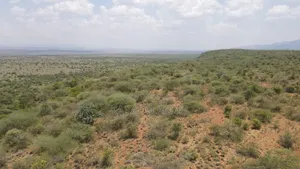 50 Acres on Cliff in Tinga at Per Acre