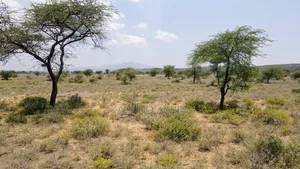 Prime 5 Acres Tinga at Per Acre