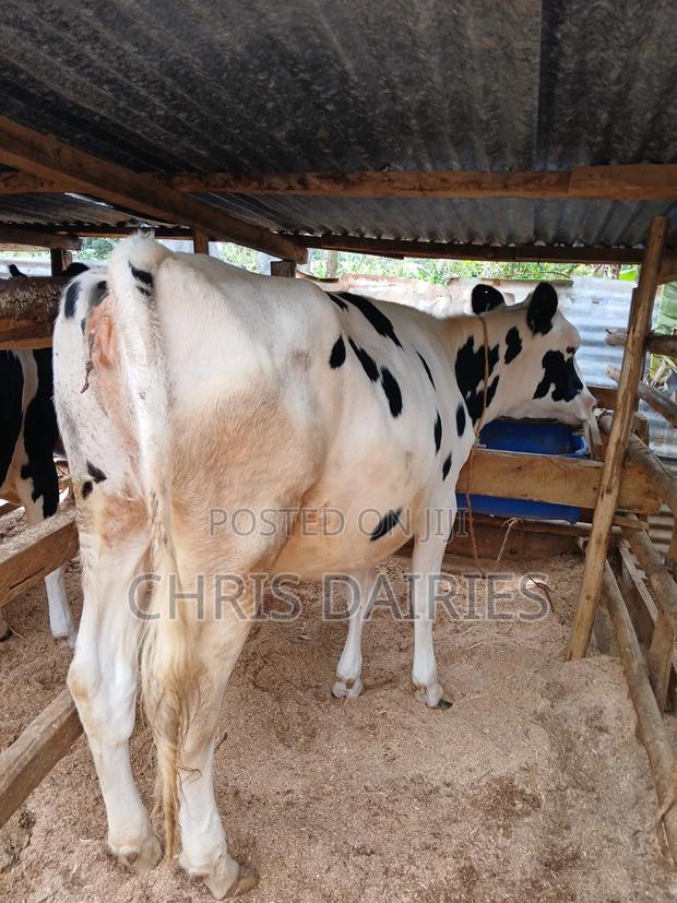 Hostein Heifer - main view