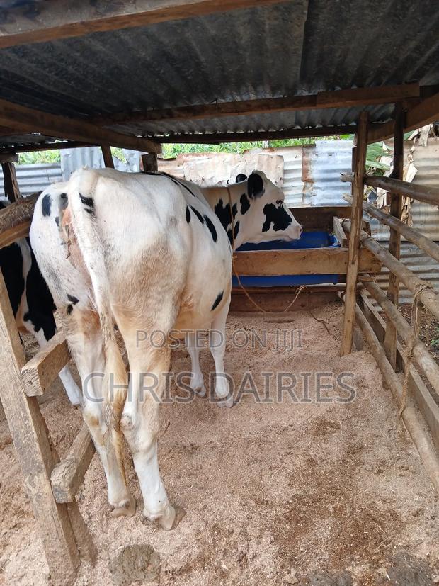 Hostein Heifer - thumbnail 2