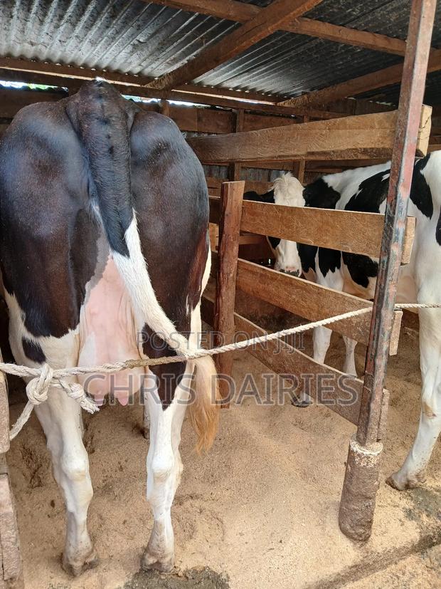 Incalf Heifer - main view