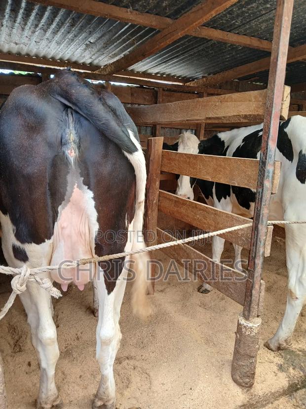 Incalf Heifer - thumbnail 2