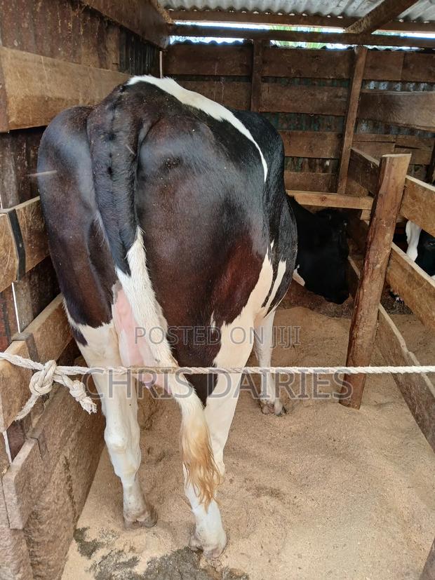 Incalf Heifer - thumbnail 3