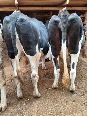 Giant Freshian Heifers - thumbnail 2