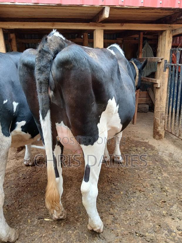 Giant Freshian Heifers - thumbnail 3