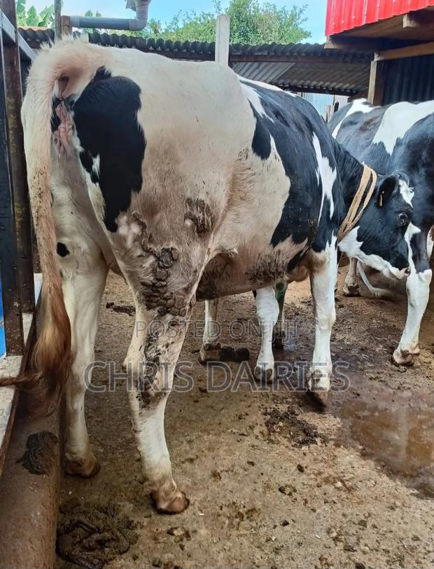 Hostein Incalf Heifer - main view