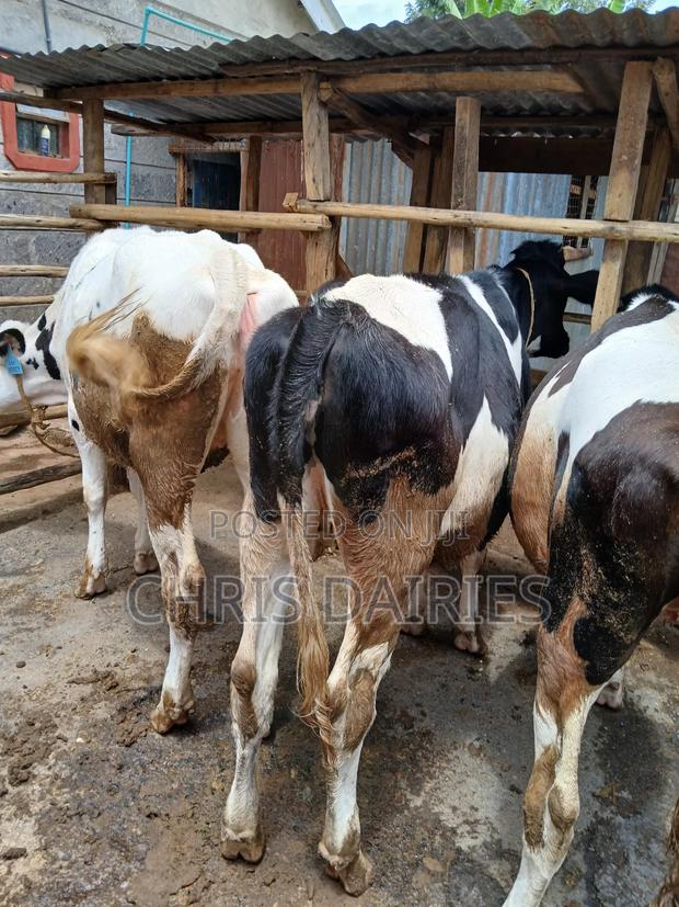 Bulling Heifers . - main view