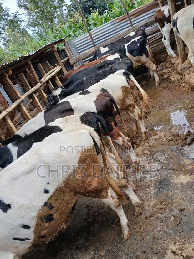 Bulling Heifers . - thumbnail 2