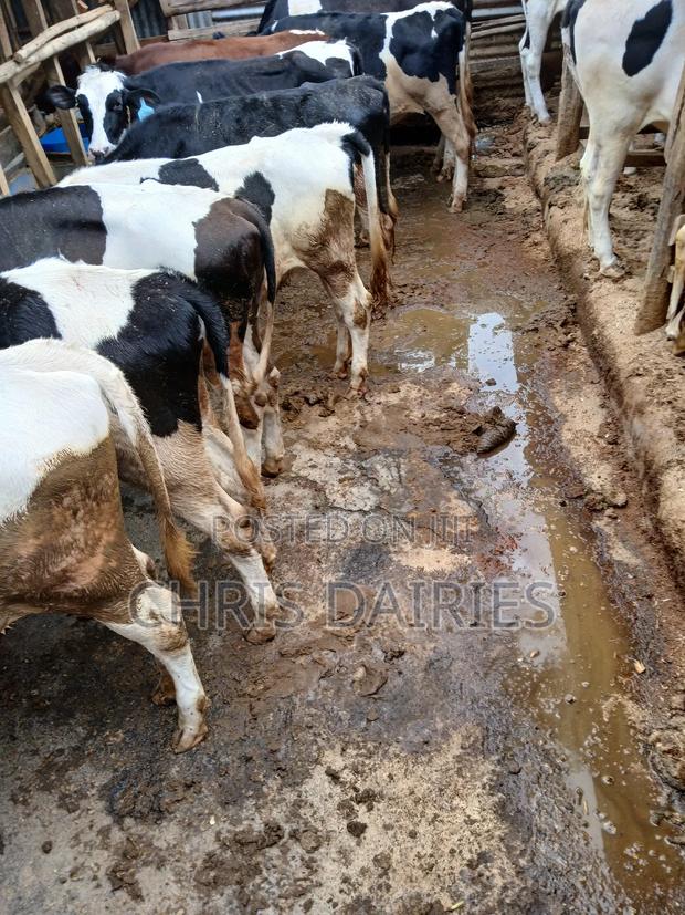 Bulling Heifers . - thumbnail 3