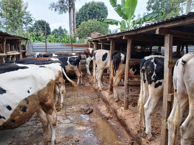 Bulling Heifers . - thumbnail 4