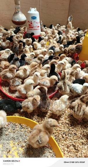 Improved Kienyeji F1 - thumbnail 2