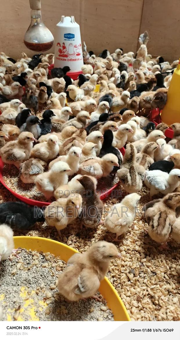 Improved Kienyeji F1 - main view