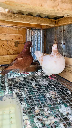 Pigeons / Pigeon Loft /Pigeon Automatic Drinkers/Laying Pots