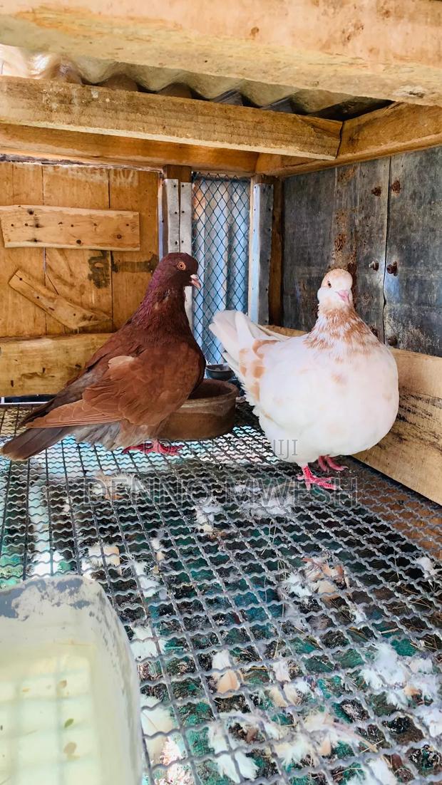Pigeons / Pigeon Loft /Pigeon Automatic Drinkers/Laying Pots