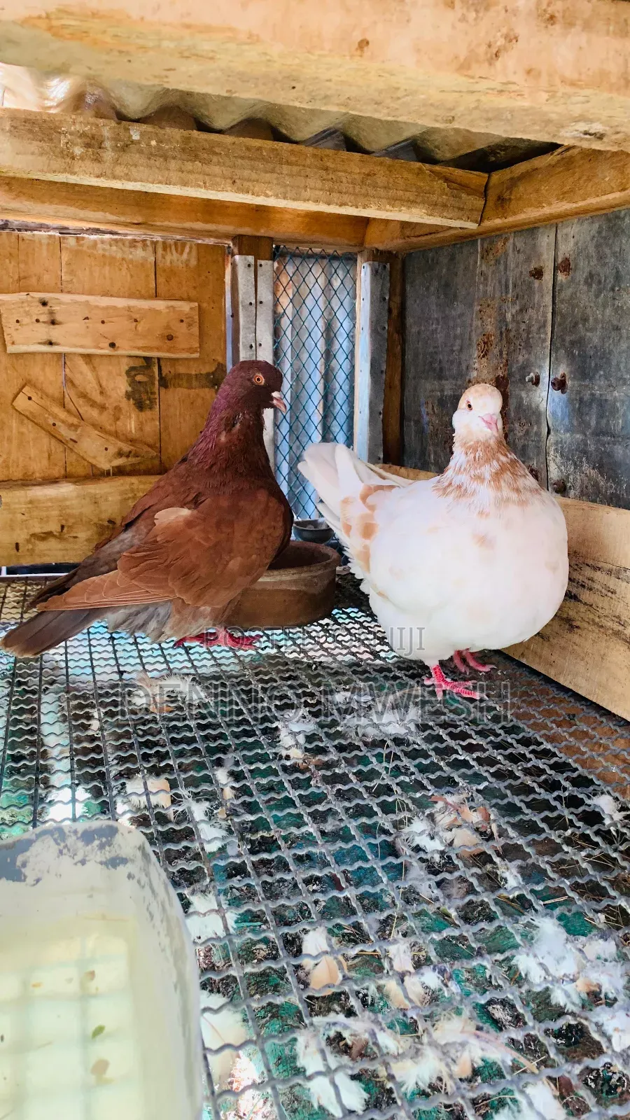 Pigeons / Pigeon Loft /Pigeon Automatic Drinkers/Laying Pots