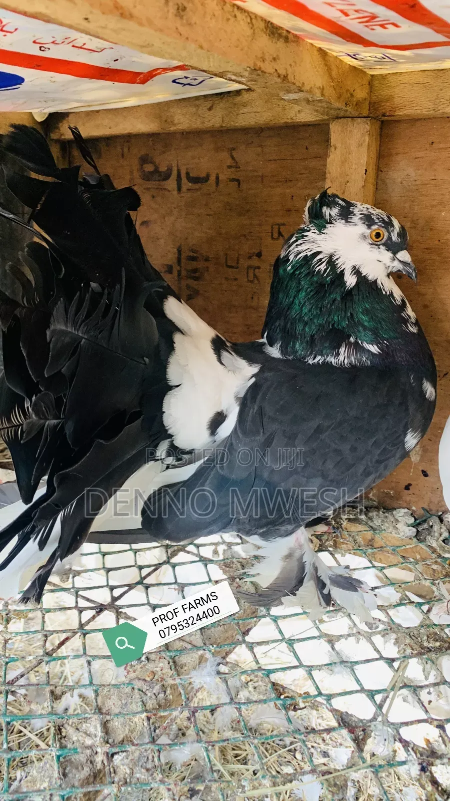 Pigeons / Pigeon Loft /Pigeon Automatic Drinkers/Laying Pots