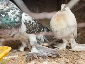 Pigeons / Pigeon Loft /Pigeon Automatic Drinkers/Laying Pots