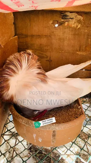 Pigeons / Pigeon Loft /Pigeon Automatic Drinkers/Laying Pots