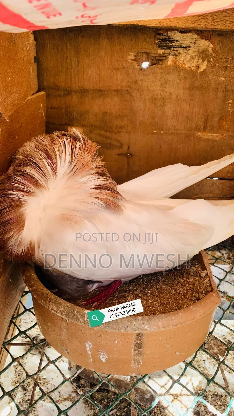 Pigeons / Pigeon Loft /Pigeon Automatic Drinkers/Laying Pots