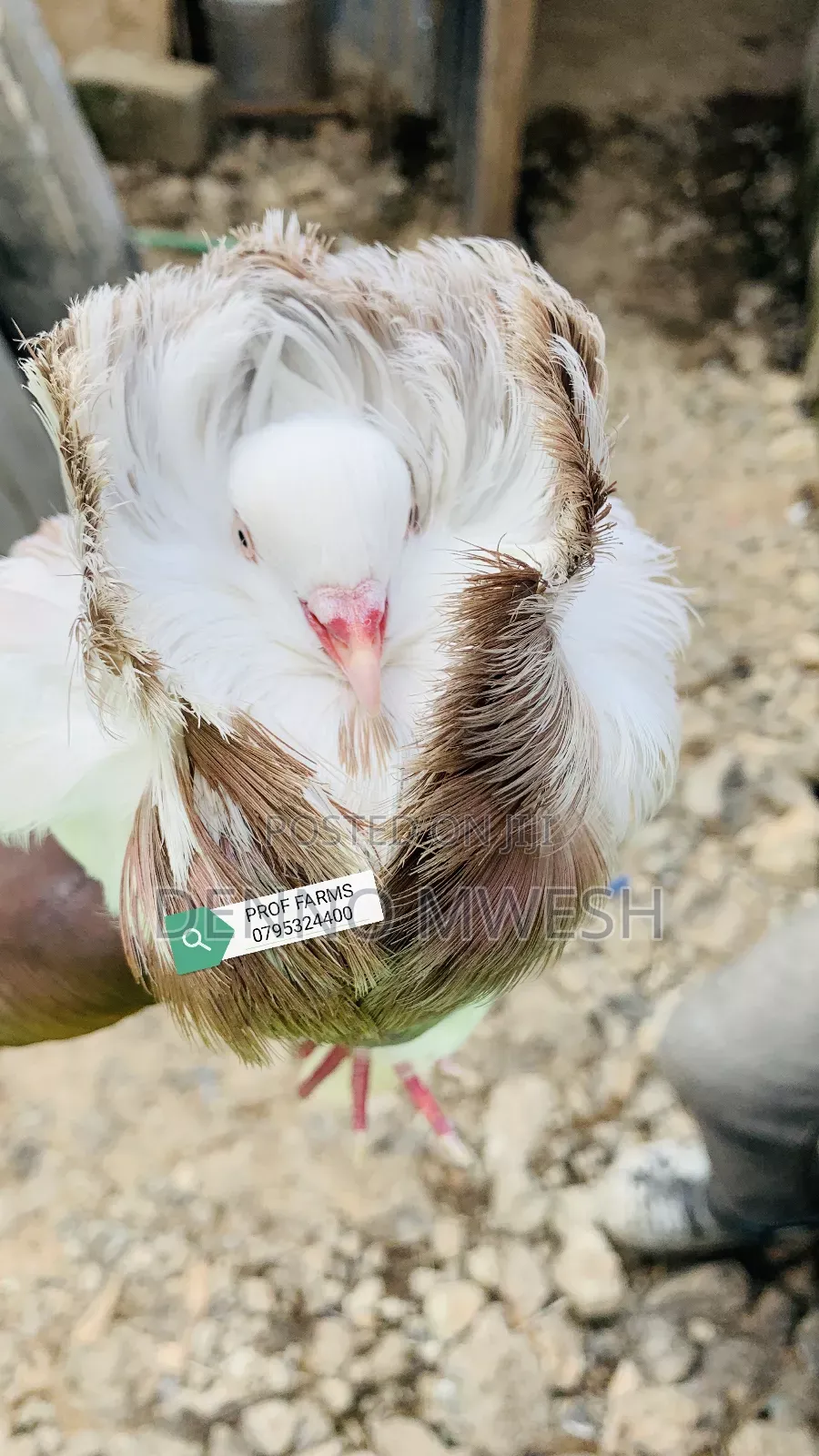 Pigeons / Pigeon Loft /Pigeon Automatic Drinkers/Laying Pots