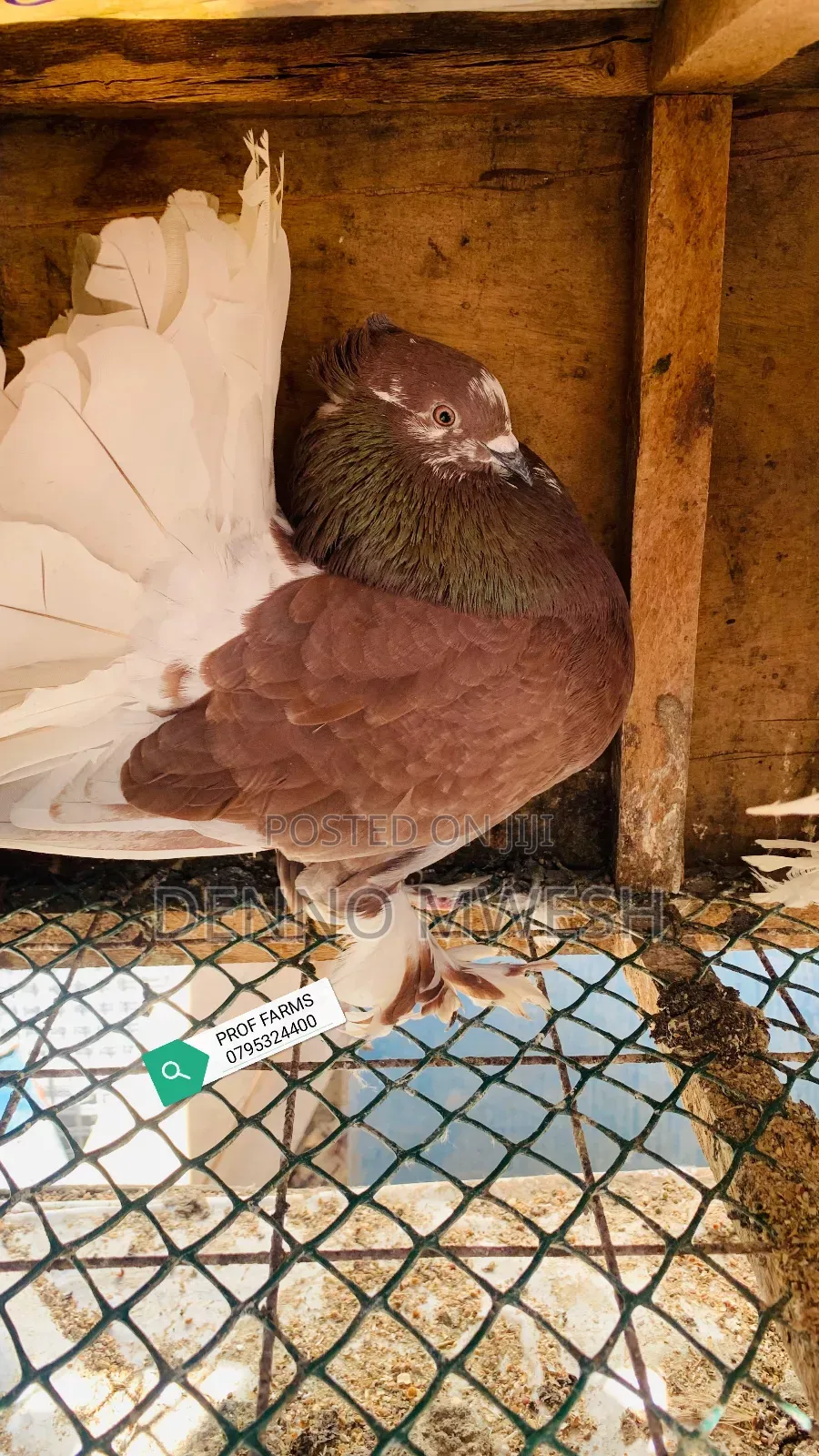 Pigeons / Pigeon Loft /Pigeon Automatic Drinkers/Laying Pots