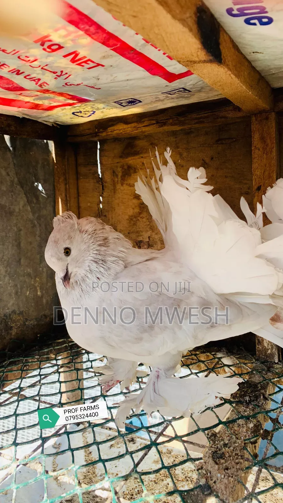 Pigeons / Pigeon Loft /Pigeon Automatic Drinkers/Laying Pots