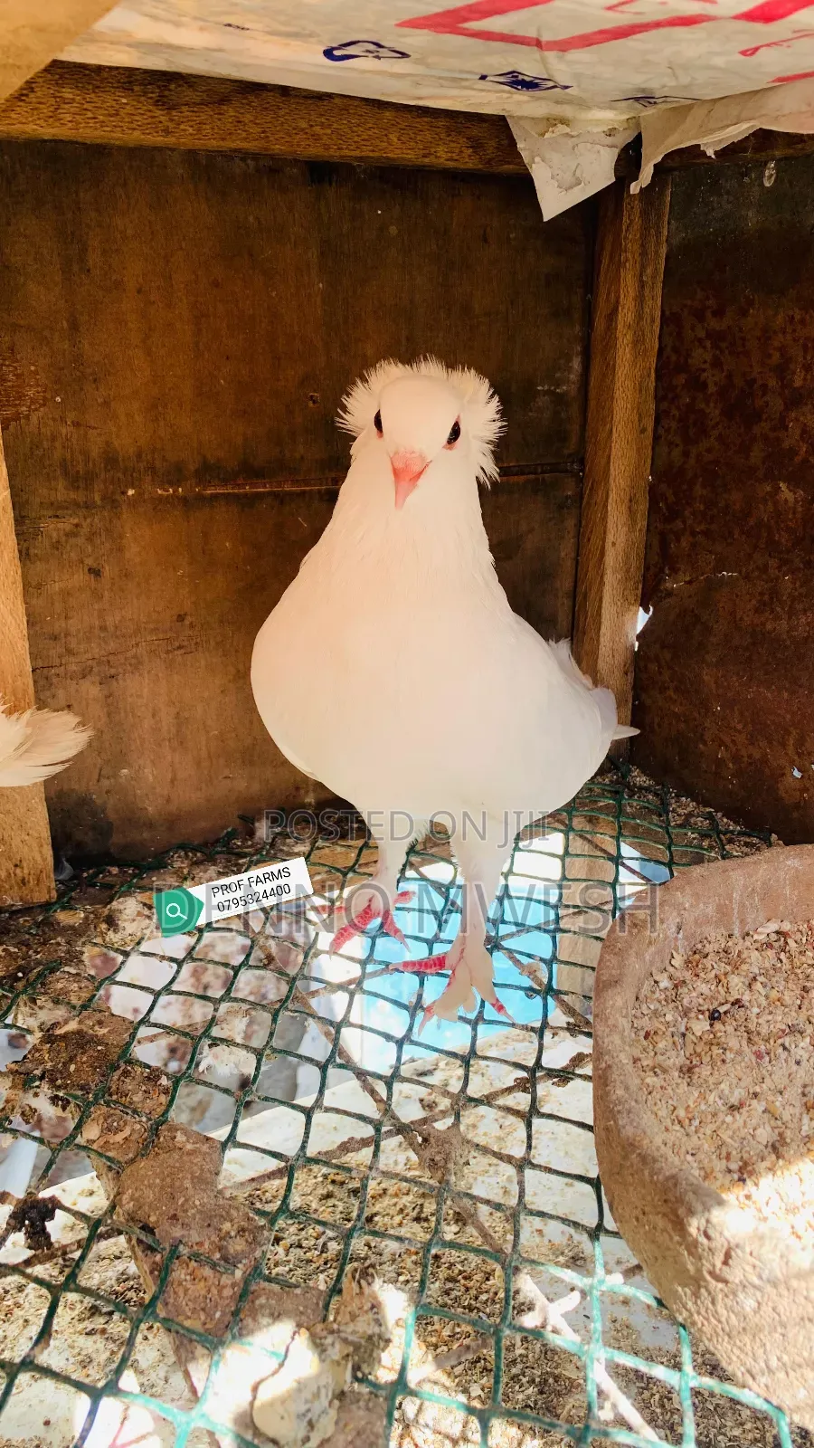 Pigeons / Pigeon Loft /Pigeon Automatic Drinkers/Laying Pots