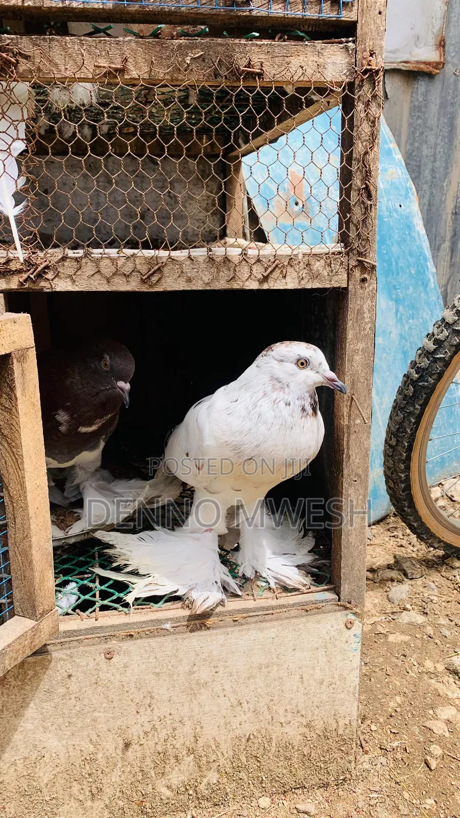 Pigeons / Pigeon Loft /Pigeon Automatic Drinkers/Laying Pots