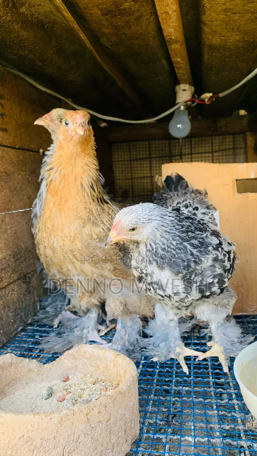 Pigeons / Pigeon Loft /Pigeon Automatic Drinkers/Laying Pots
