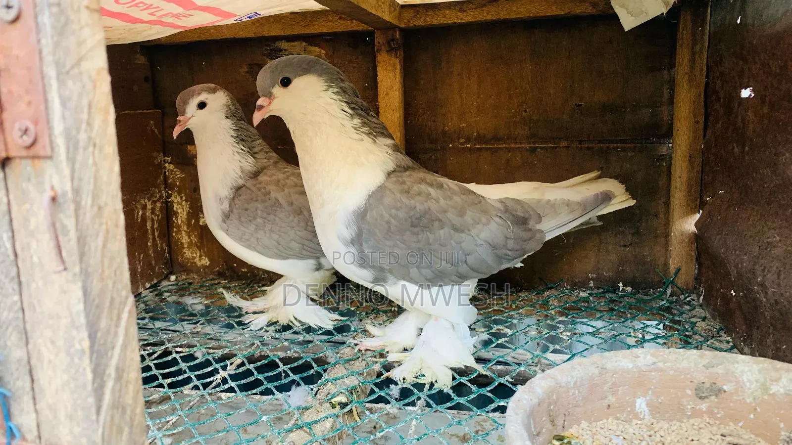 Pigeons / Pigeon Loft /Pigeon Automatic Drinkers/Laying Pots