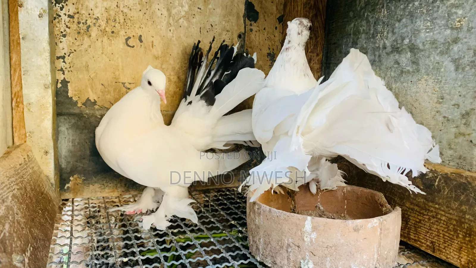 Pigeons / Pigeon Loft /Pigeon Automatic Drinkers/Laying Pots