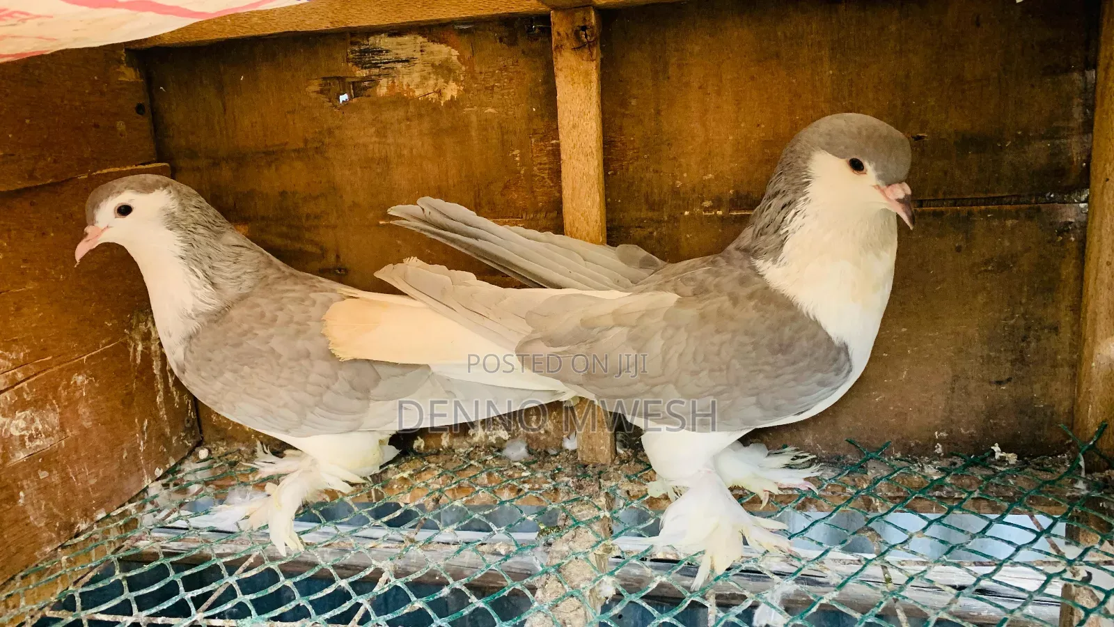 Pigeons / Pigeon Loft /Pigeon Automatic Drinkers/Laying Pots