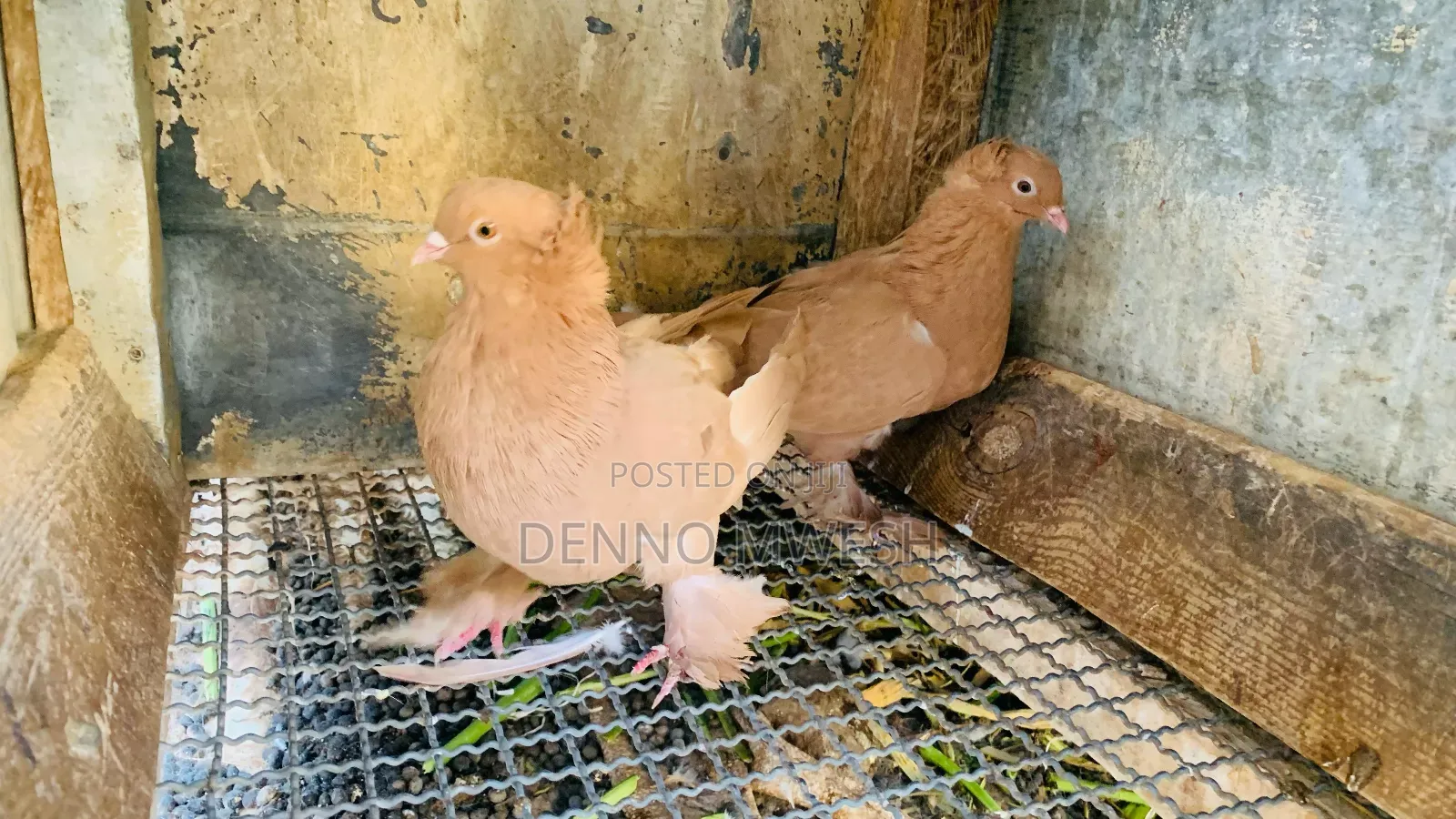 Pigeons / Pigeon Loft /Pigeon Automatic Drinkers/Laying Pots