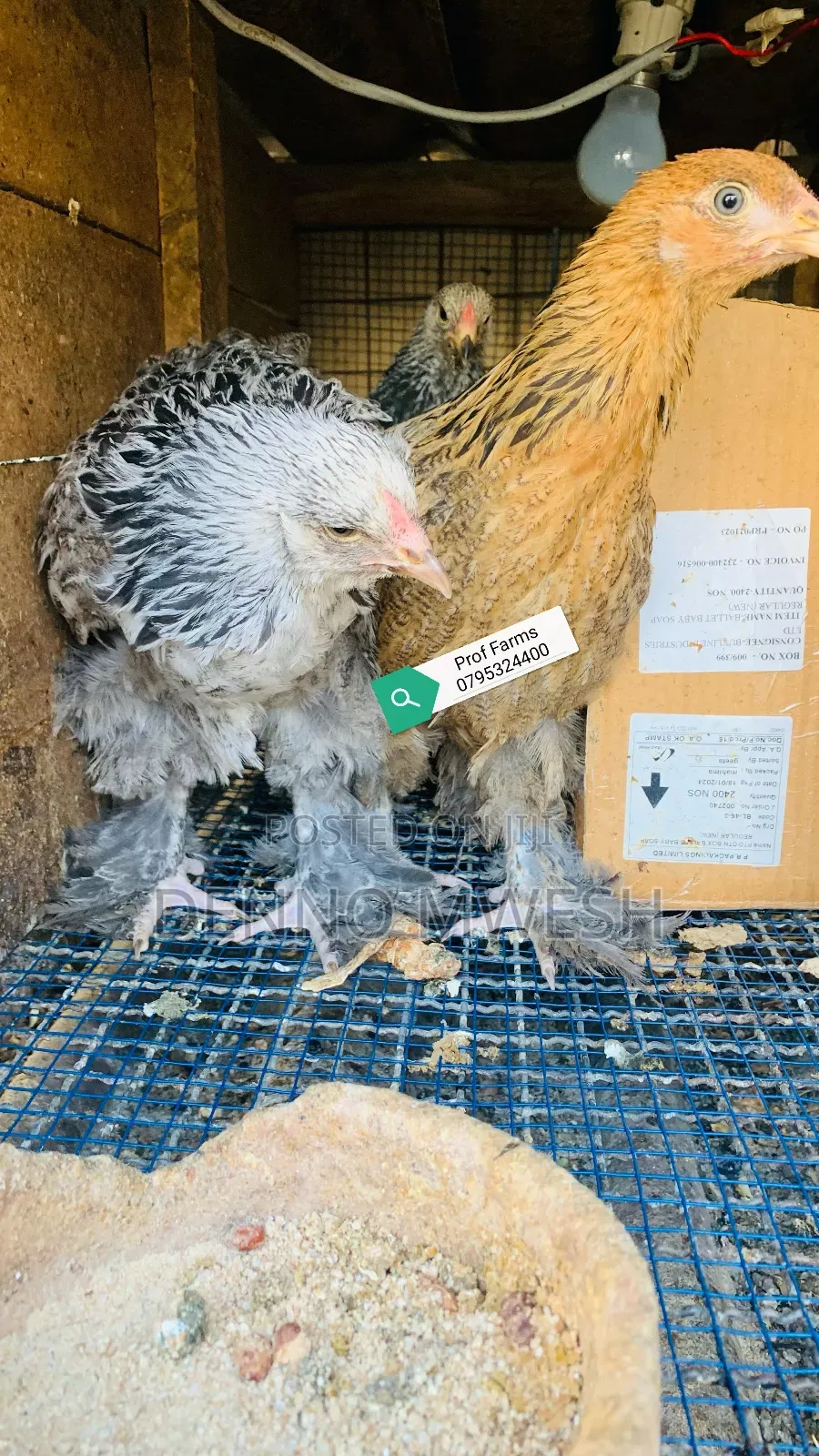 Pigeons / Pigeon Loft /Pigeon Automatic Drinkers/Laying Pots