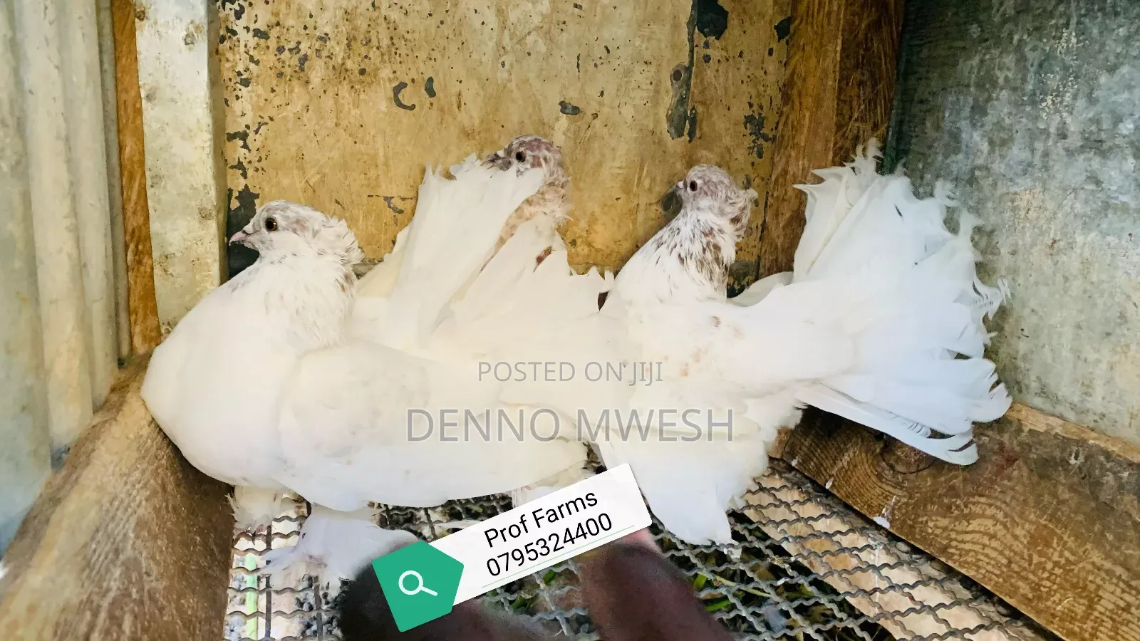 Pigeons / Pigeon Loft /Pigeon Automatic Drinkers/Laying Pots
