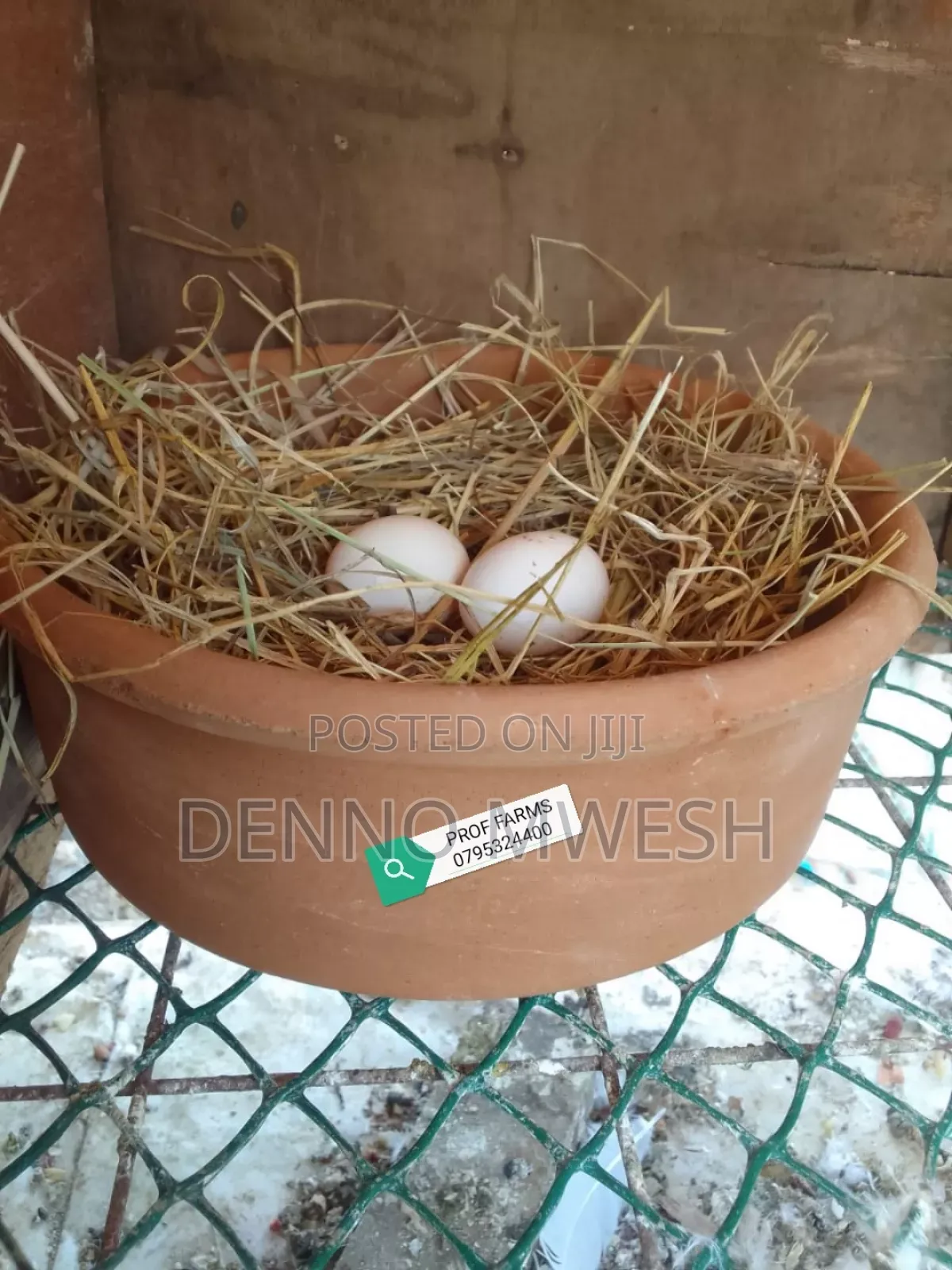 Pigeons / Pigeon Loft /Pigeon Automatic Drinkers/Laying Pots