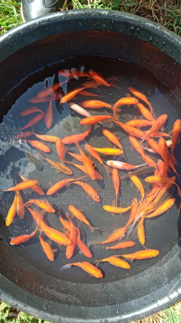 Goldfish for Sale at Wholesale Price