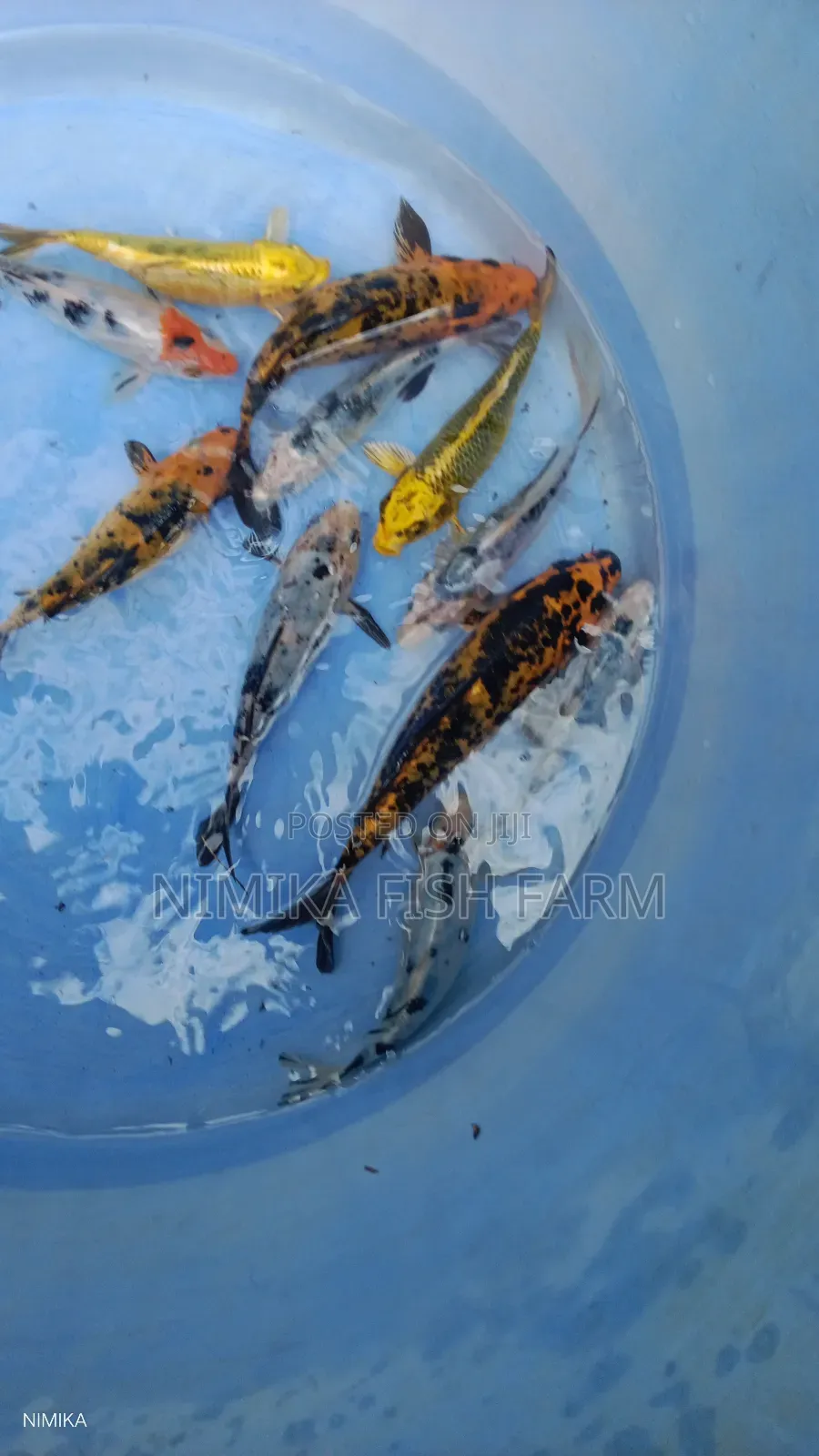 Goldfish, Koi Direct From Farm