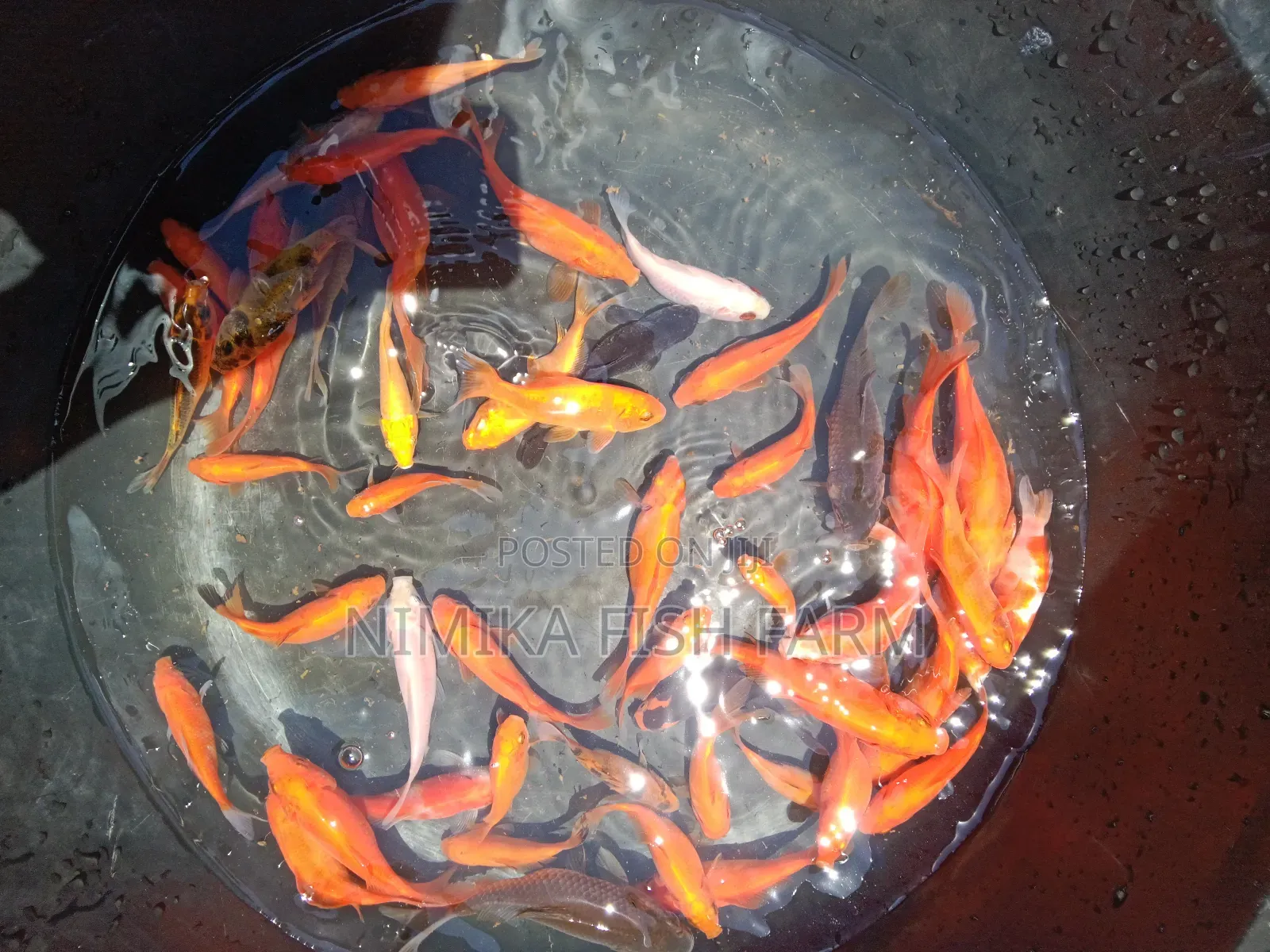 Goldfish, Koi Direct From Farm
