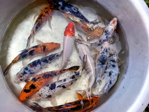 Koi Fish Fingerlings for Sale